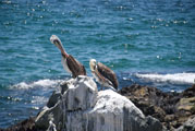 Pelikane am Pazifik