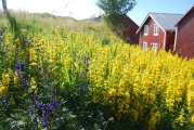 skandinavische Blumenwiese im Sommer