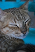 Katze