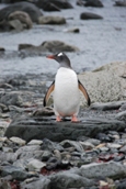 Pinguin