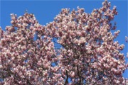 Blühender Baum