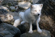 Polarfuchs