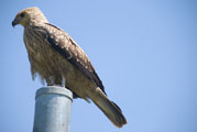 Seeadler