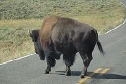 Buffalo