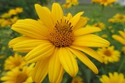 Blume